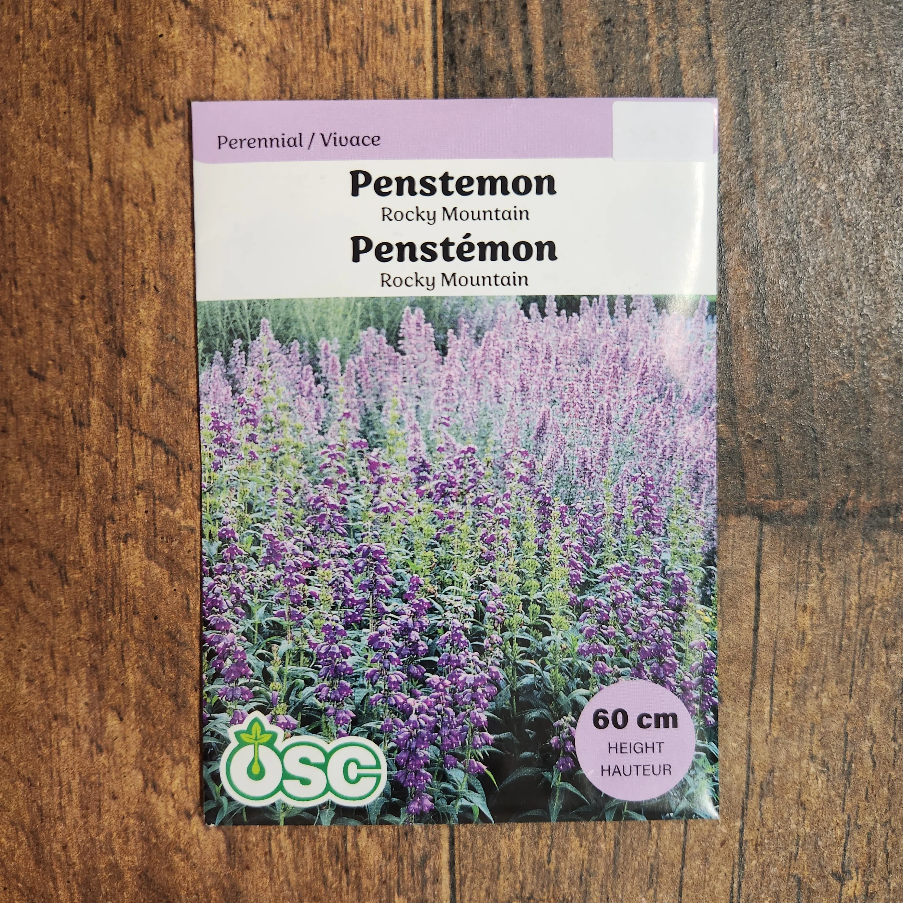 Penstémon 'Rocky Mountain' - Image 2