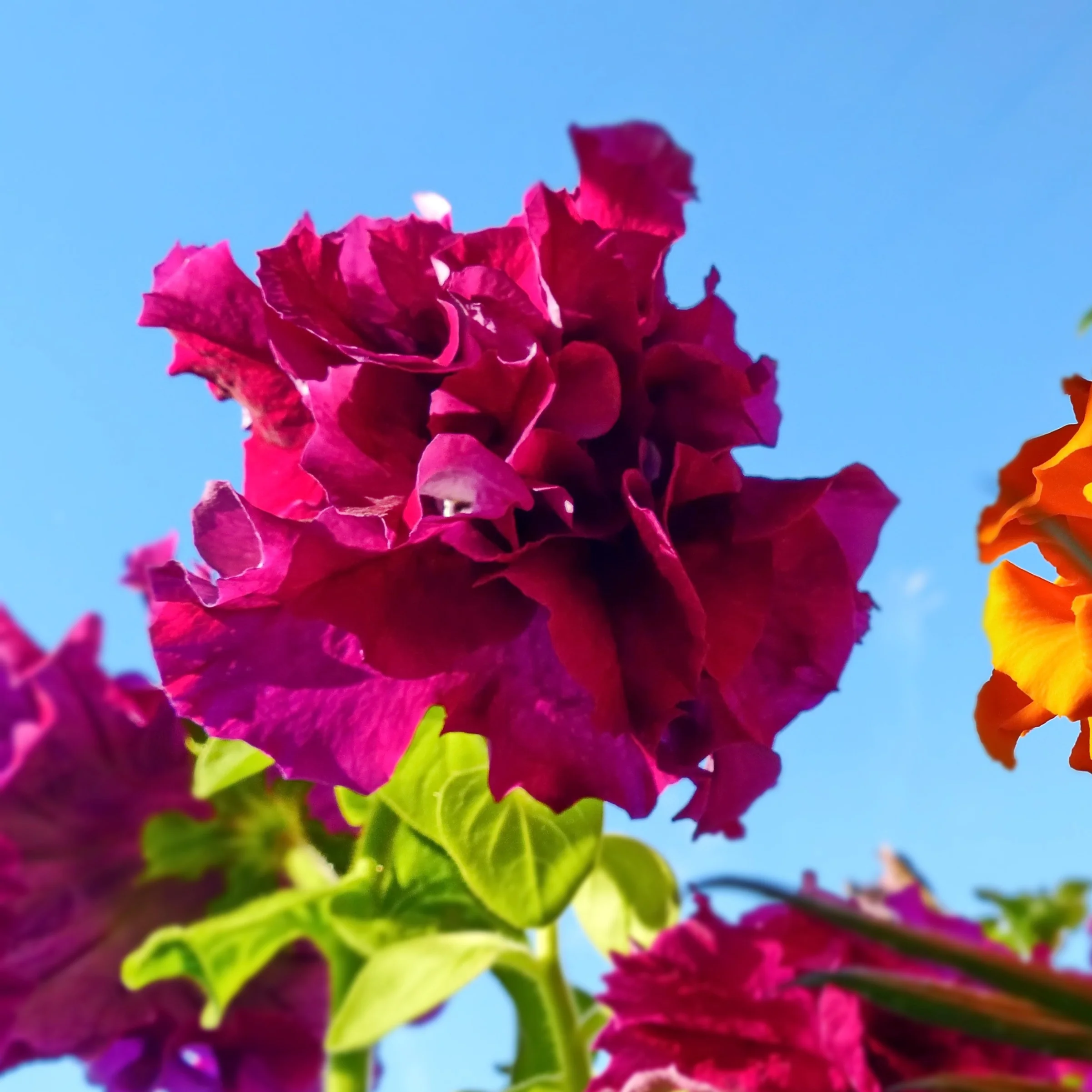 Pétunia cascade double 'Burgundy'