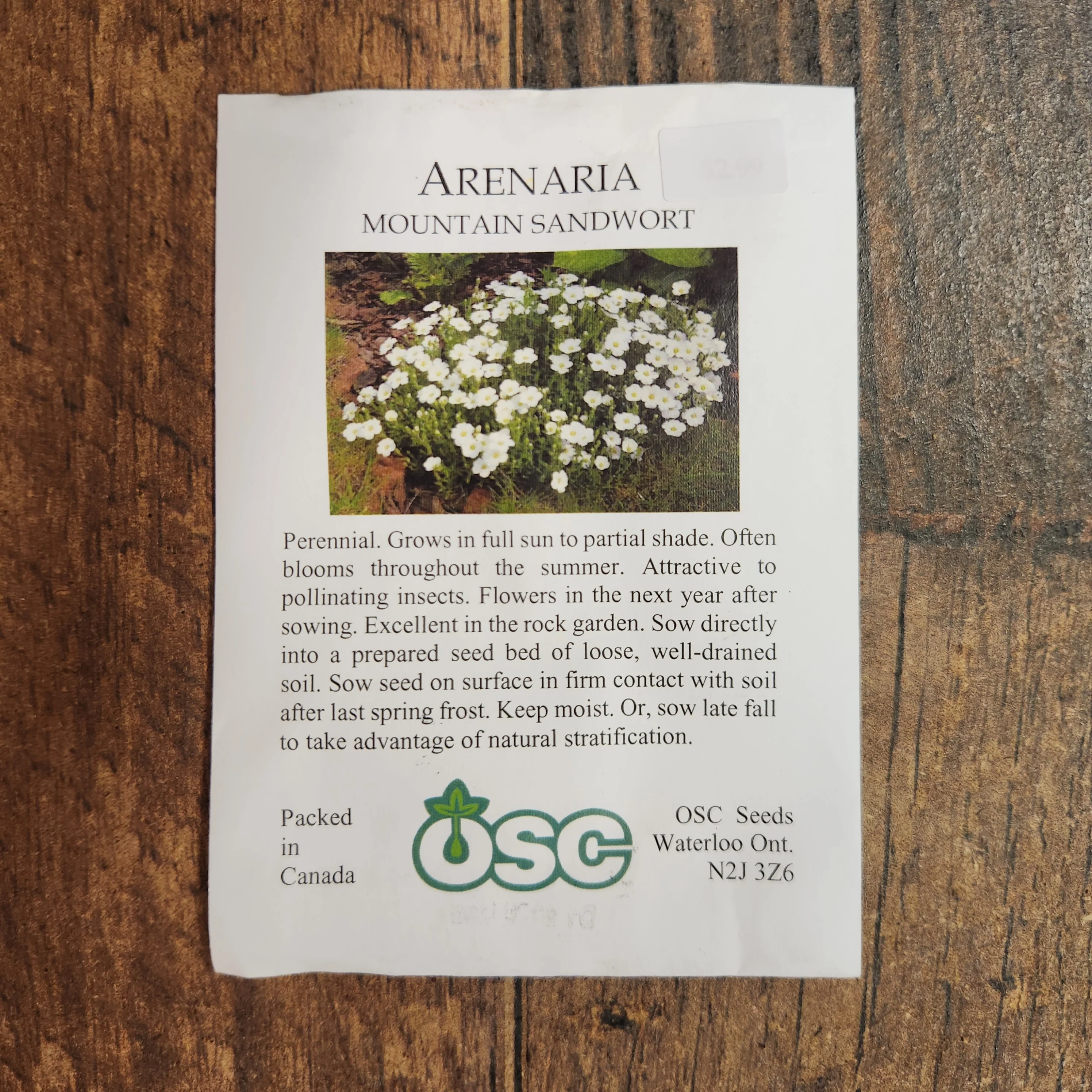 Sabuline 'Mountain Sandwort' - Image 2