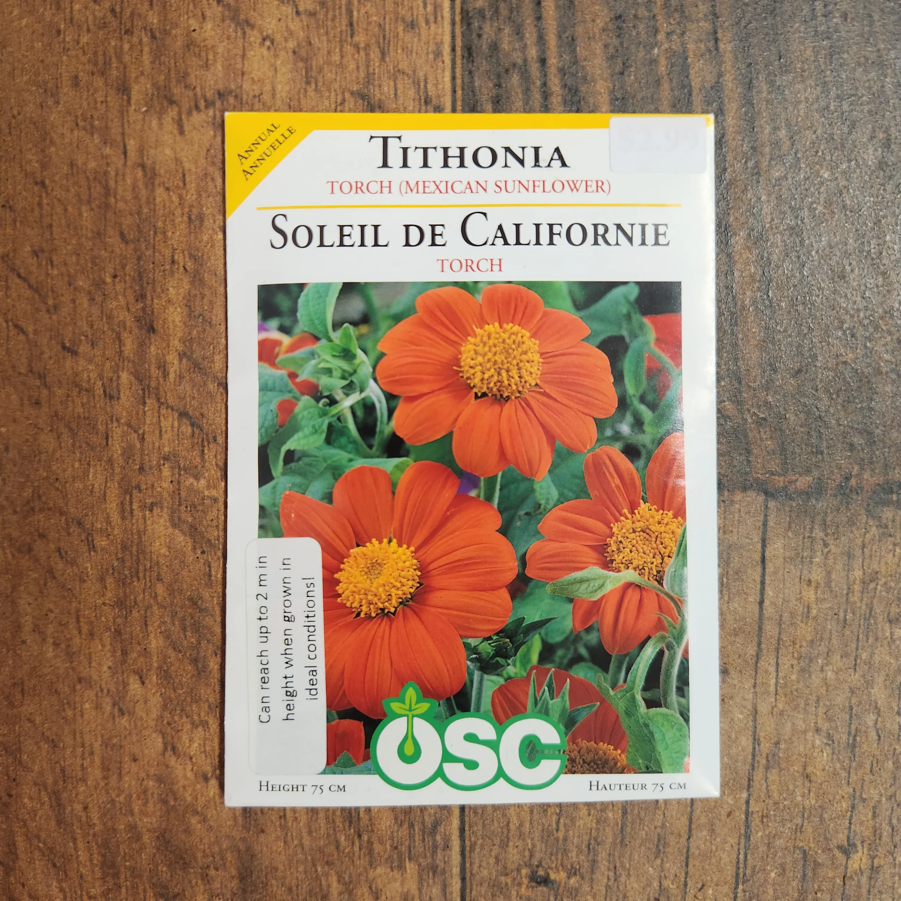 Tithonia 'Torche Mexicaine' - Image 2
