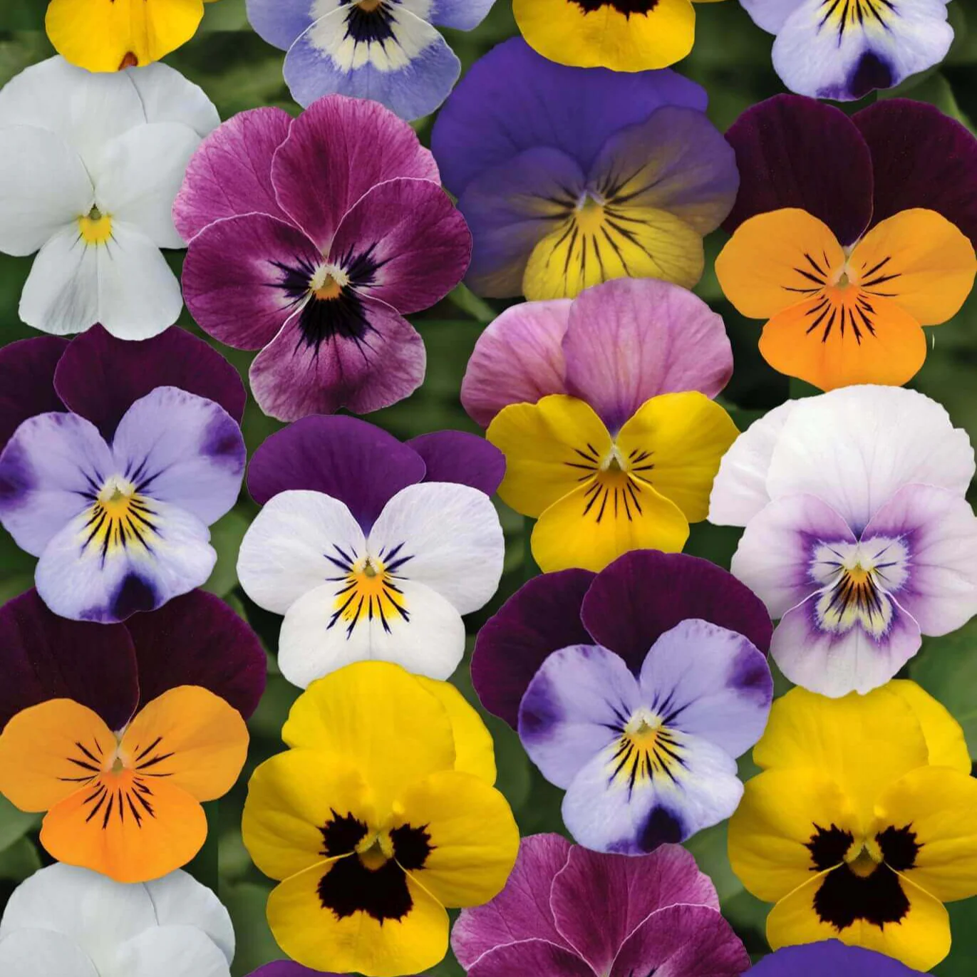 Pensée 'Sorbet XP Select Spring'