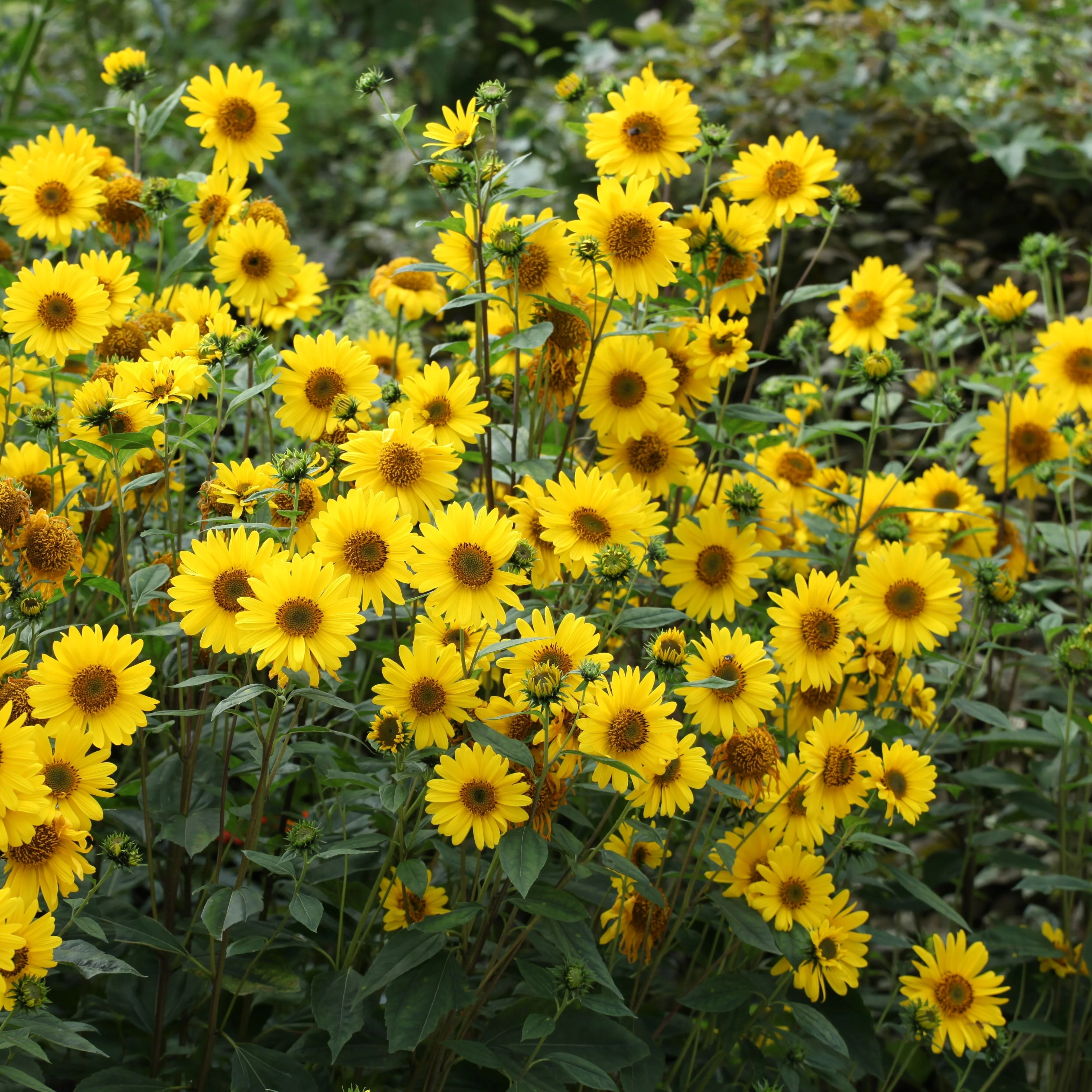 Hélianthe 'Faux Tournesol'