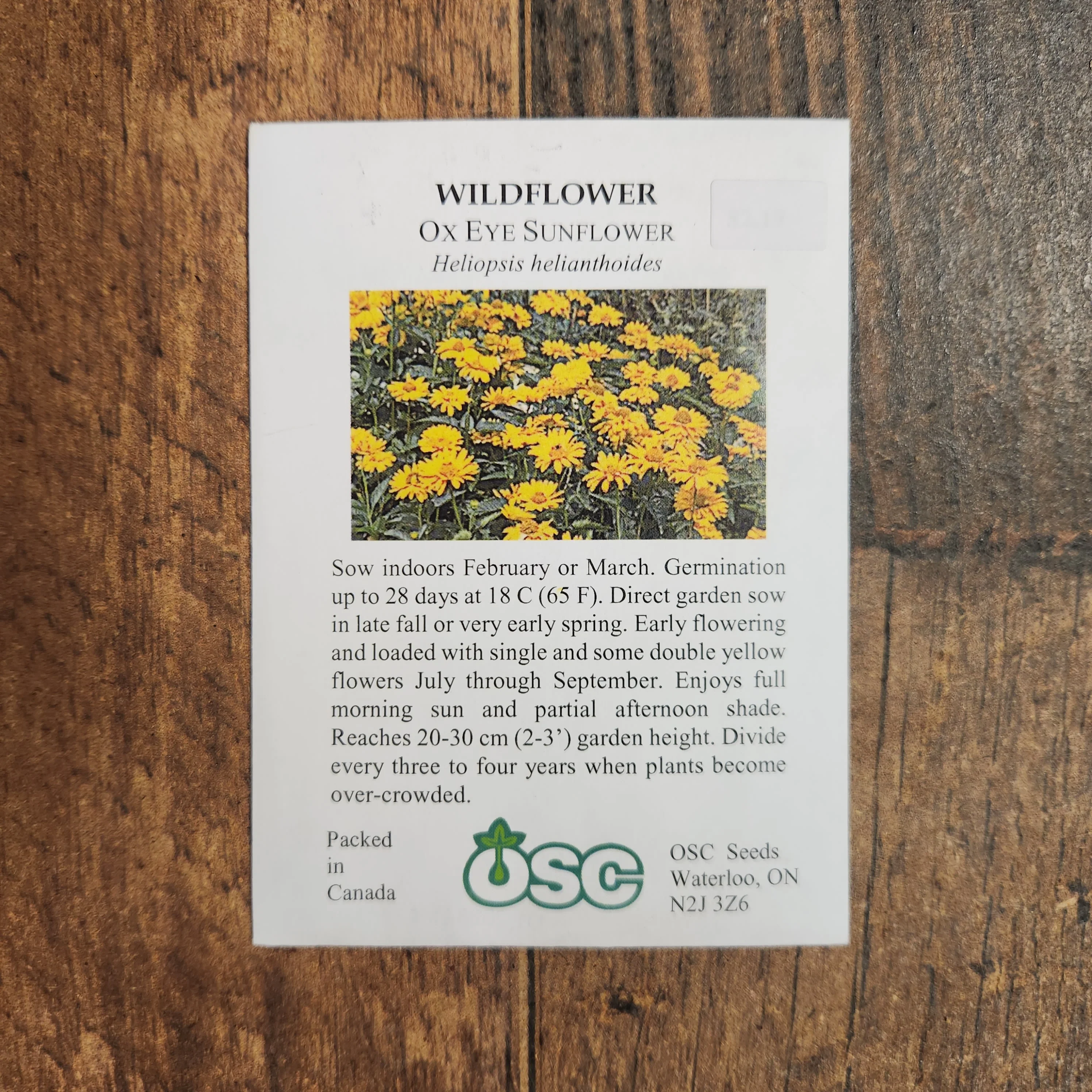 Hélianthe 'Faux Tournesol' - Image 2