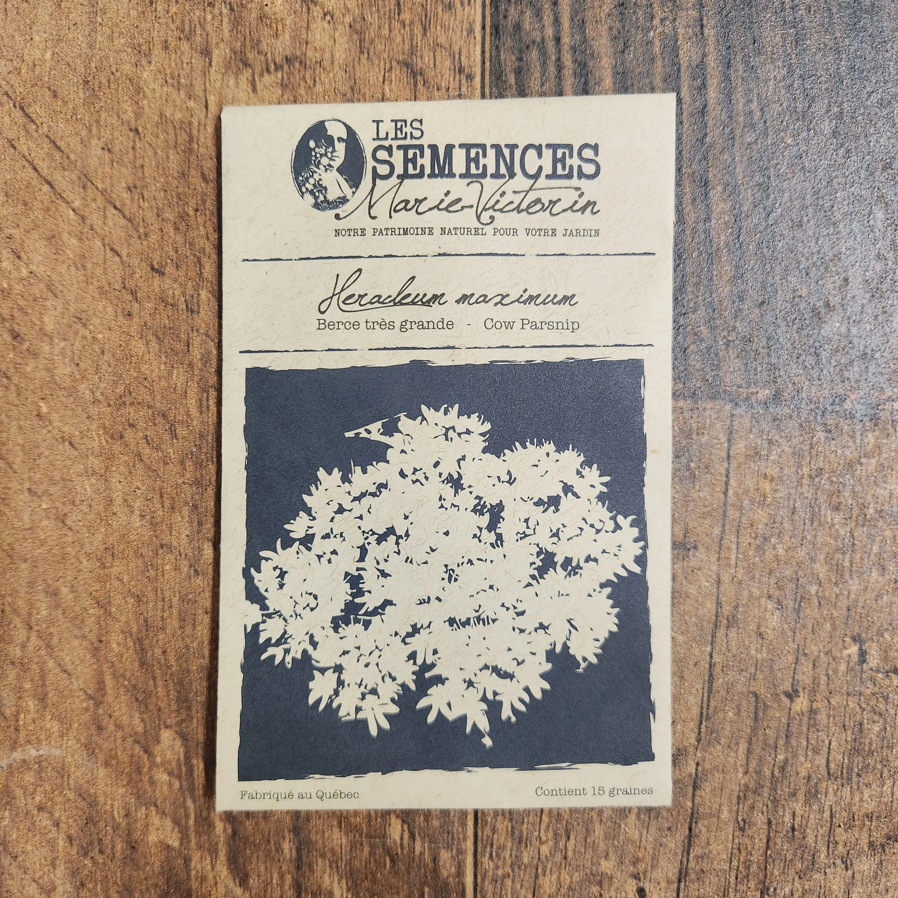 Berce très grande - Image 2