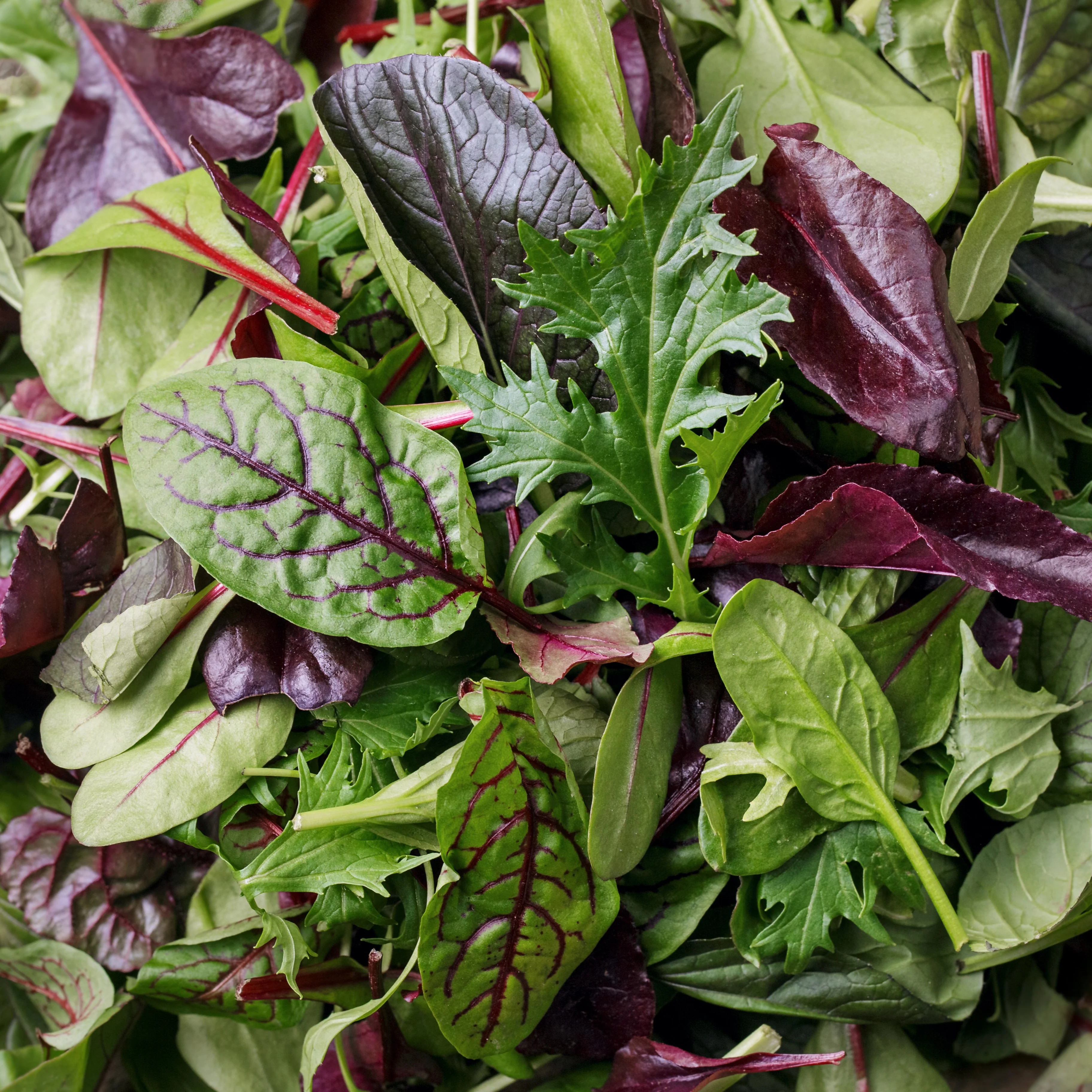 Laitue mesclun sur ruban