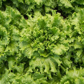 Laitue frisée verte 'Tropicana' bio - Image 3
