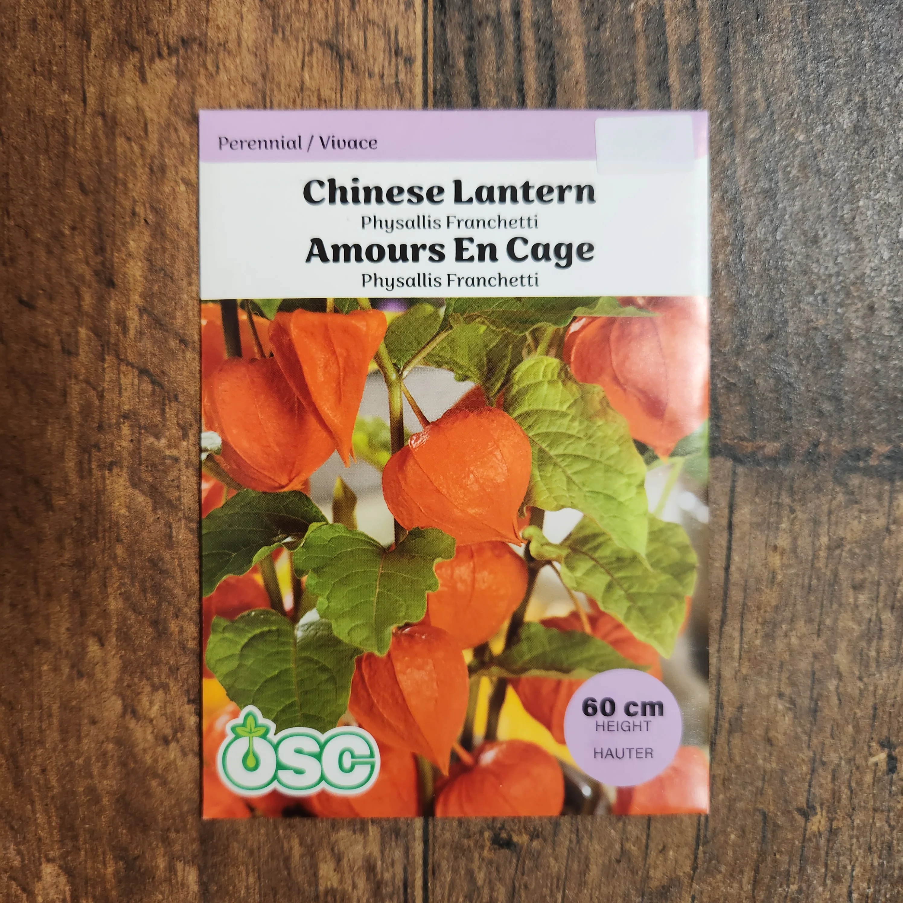 Lanterne chinoise 'Physalis Franchetii' - Image 2