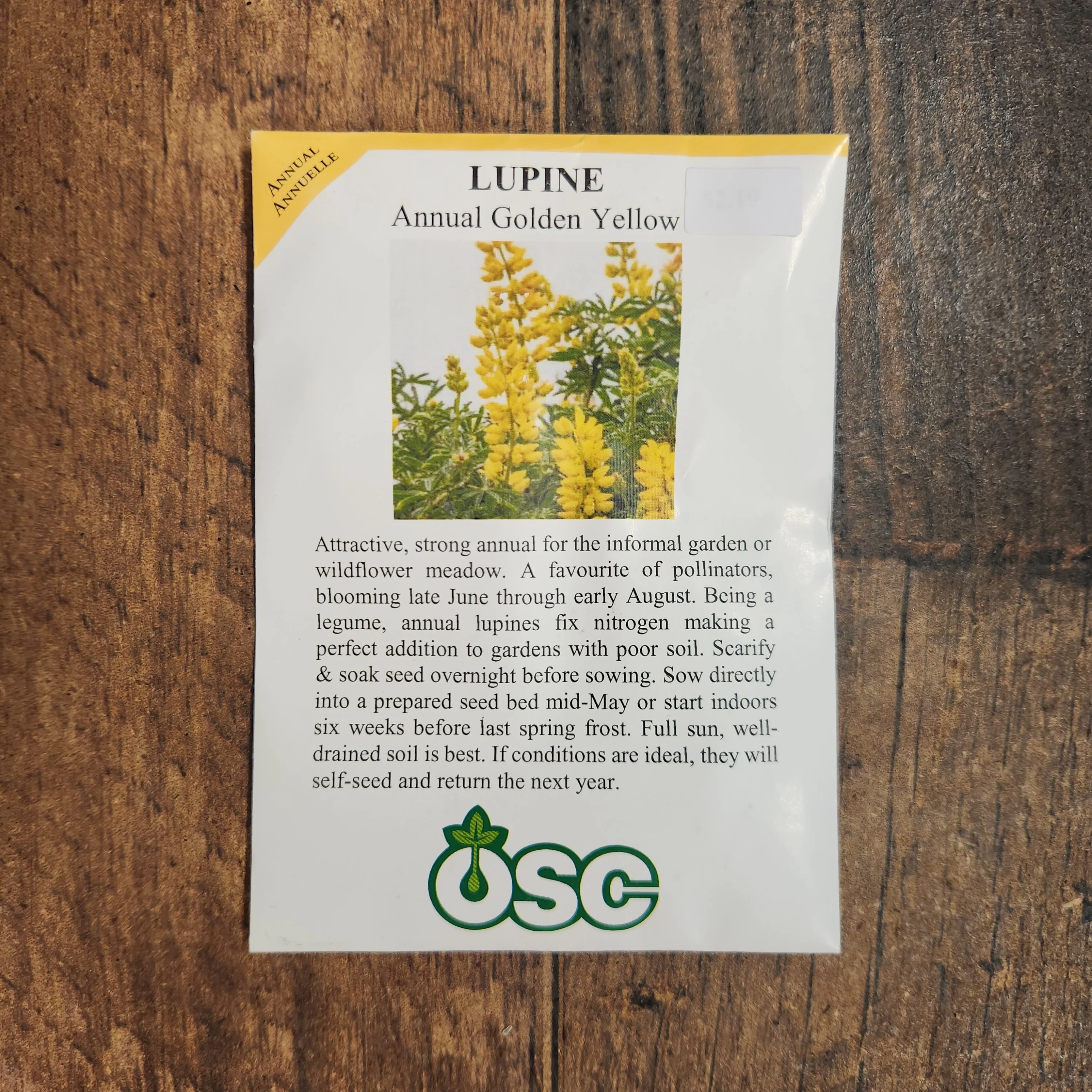 Lupin 'Golden Yellow' - Image 2