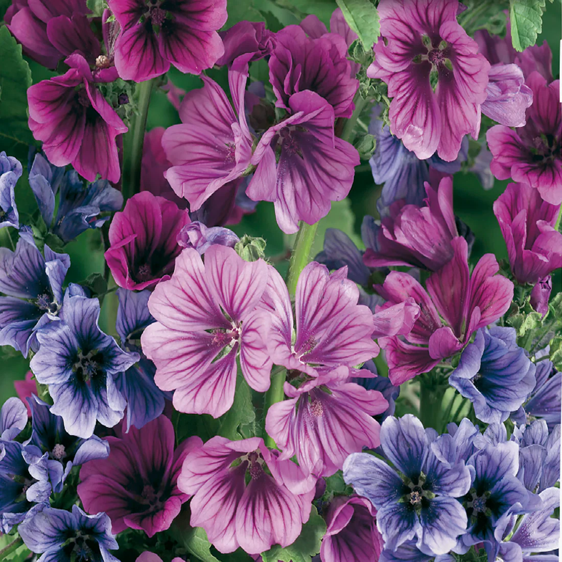 Malva mélange 'Sylvestris Mystic' - Image 2