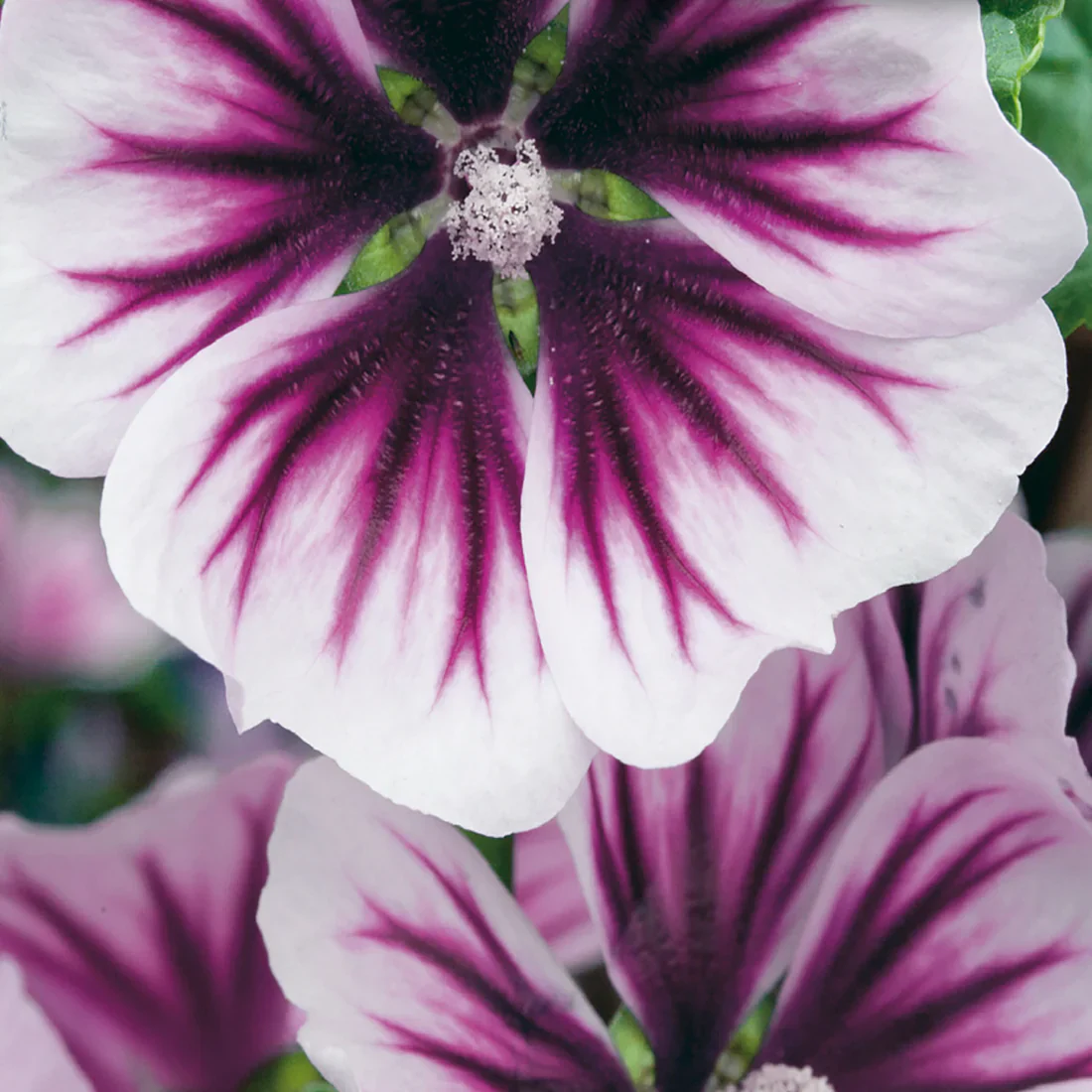 Malva 'Zebrina' - Image 2