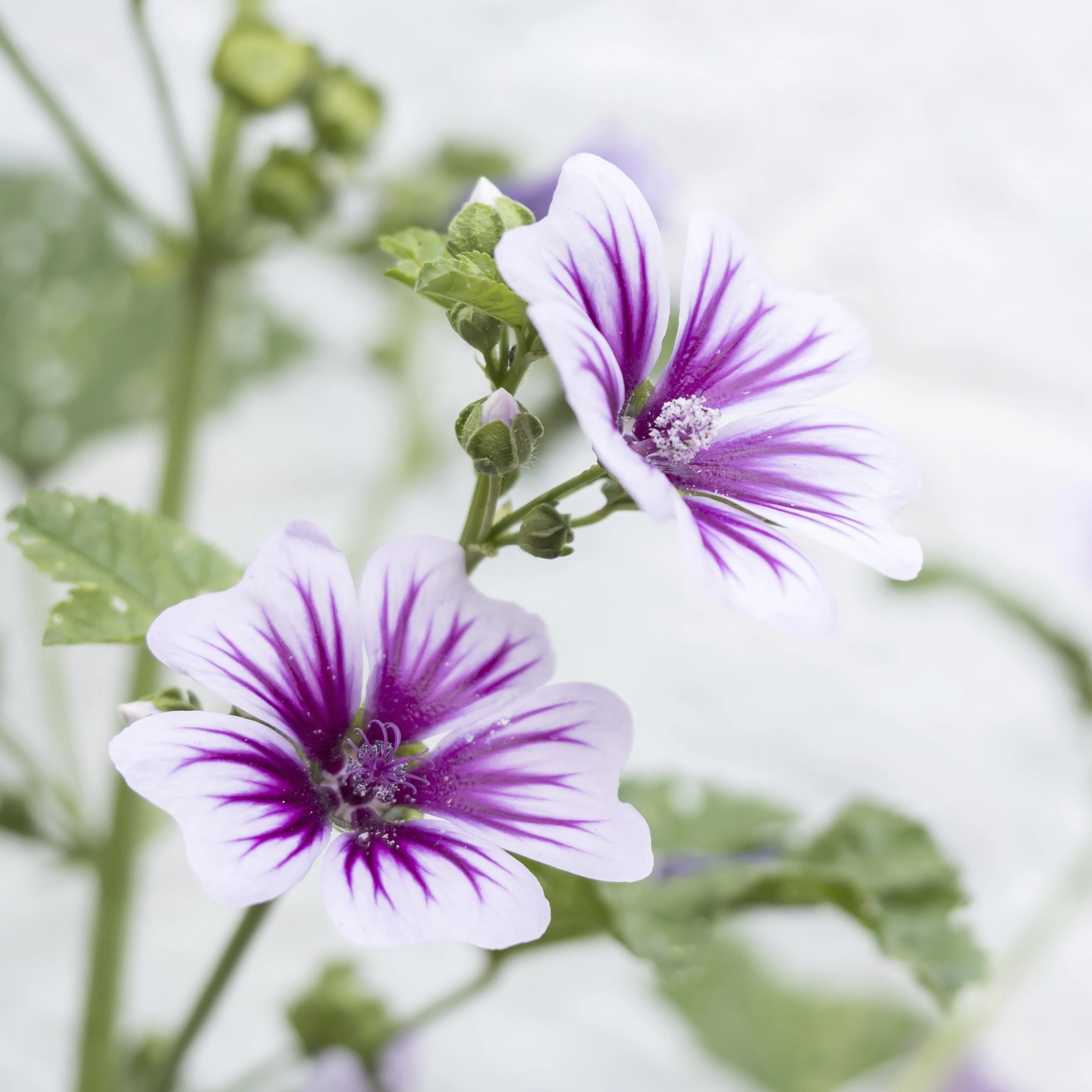 Mauve Sylvestre 'Zebrina'