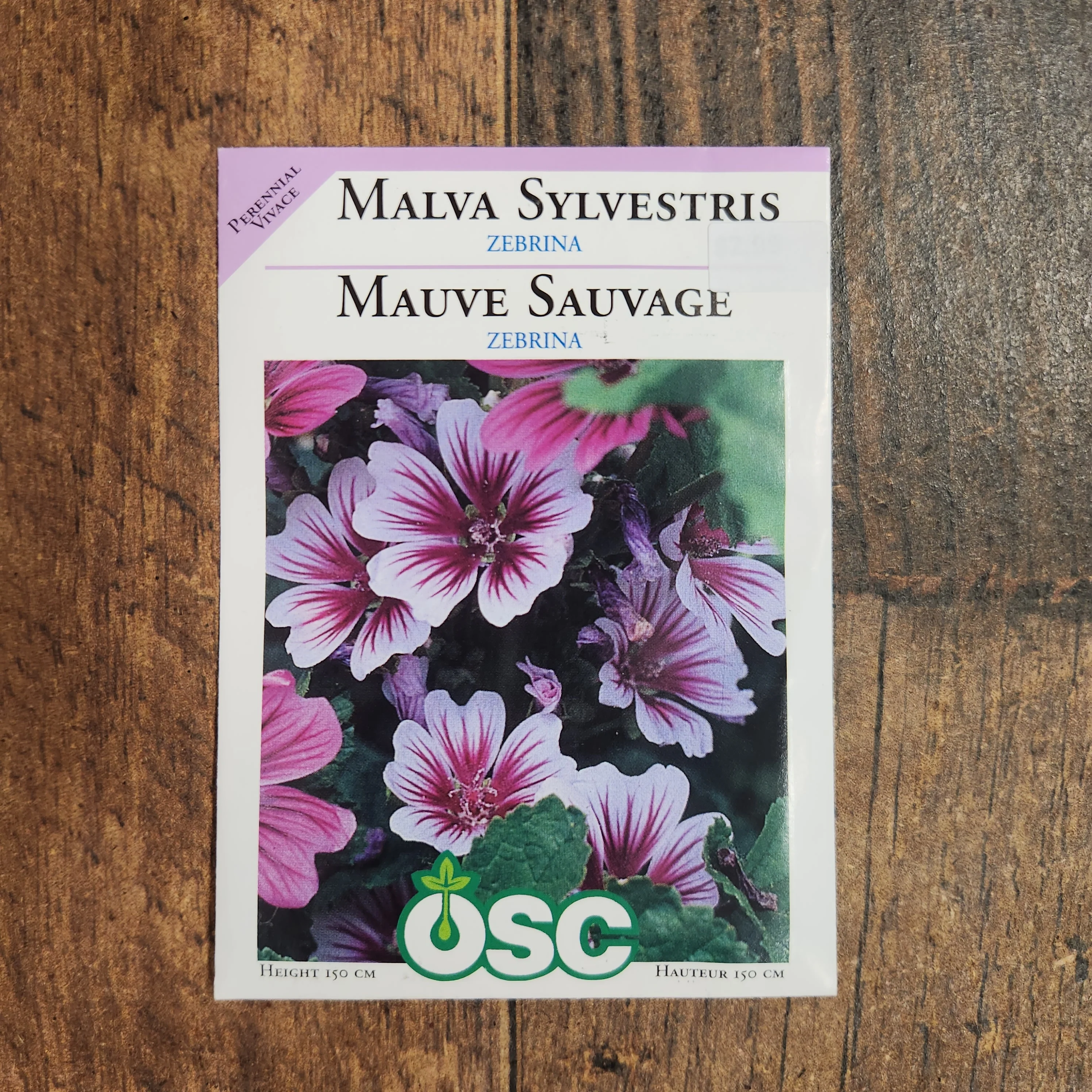Mauve Sylvestre 'Zebrina' - Image 2
