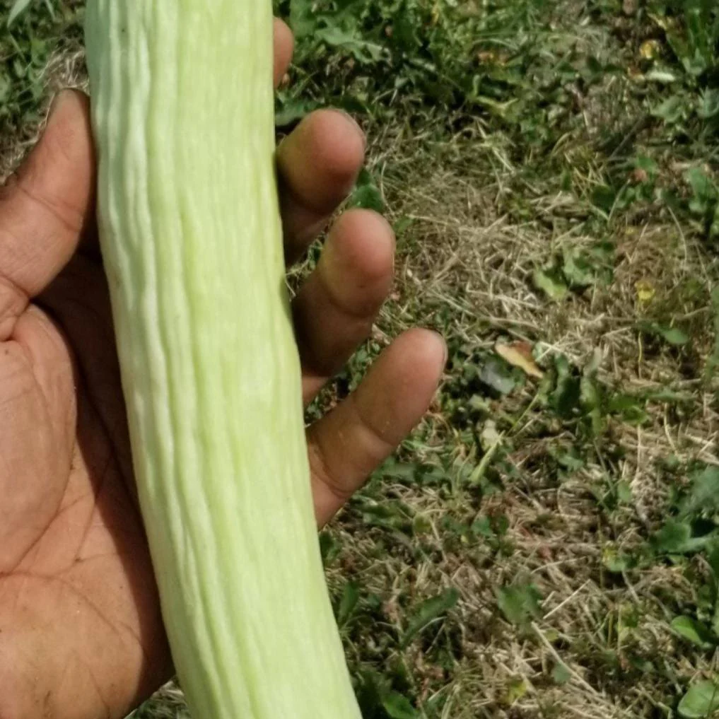 Concombre arménien 'Armenian Cucumber Mix' bio - Image 3