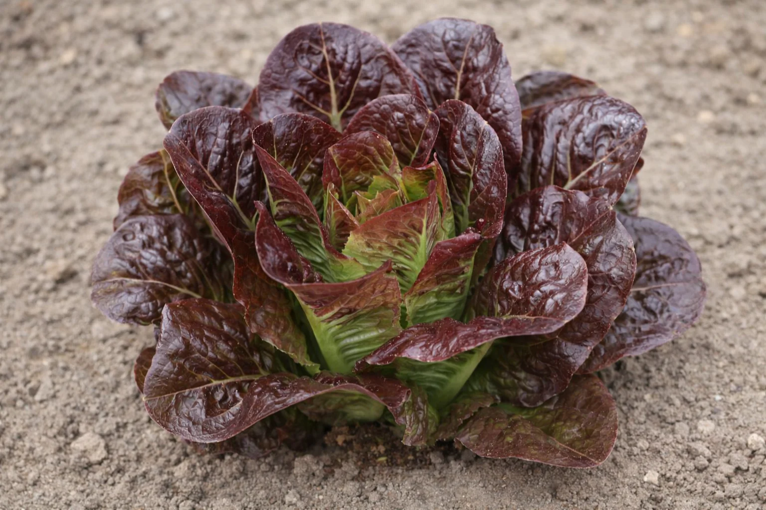Laitue mini romaine rouge foncé 'Breen' bio