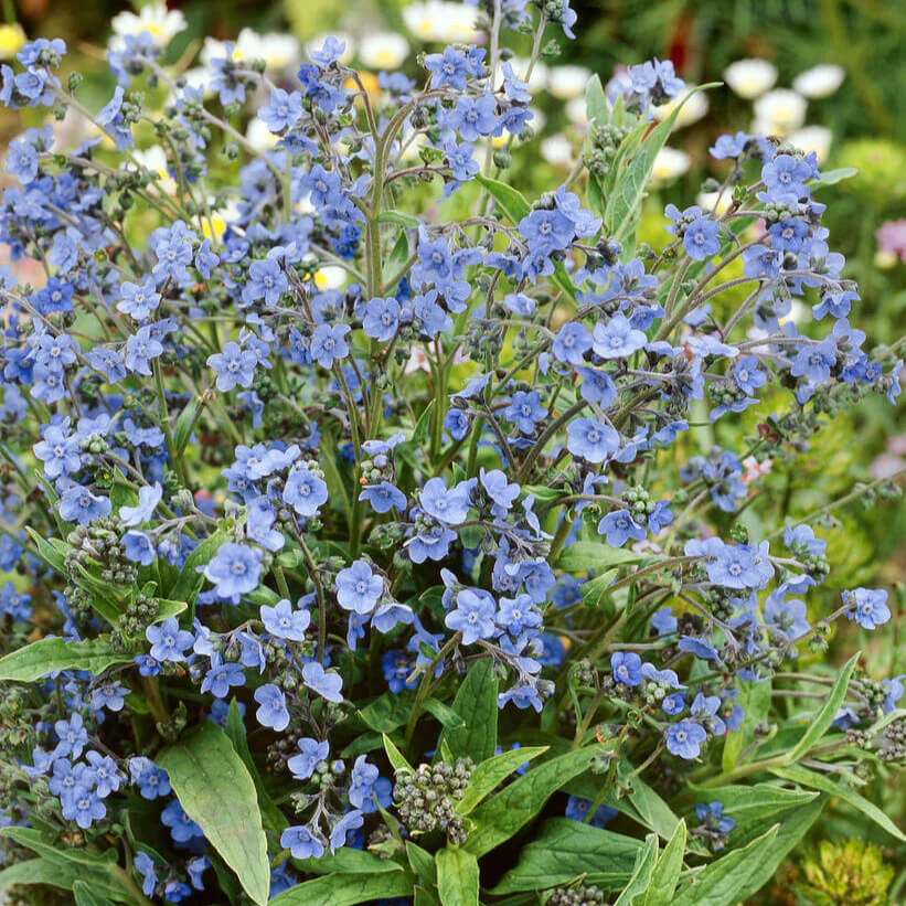 Cynoglossum de Chine