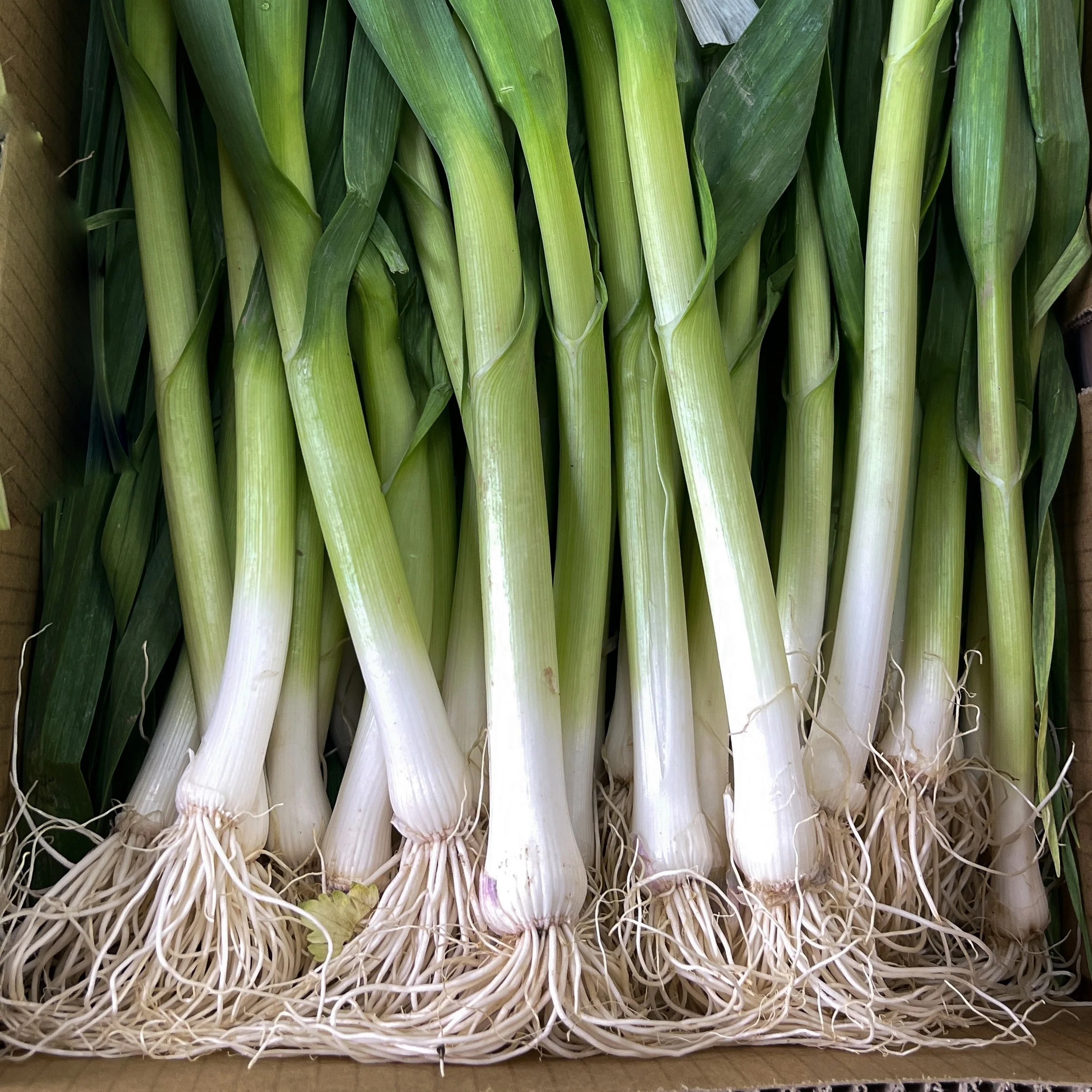 Échalotte 'White Gem'