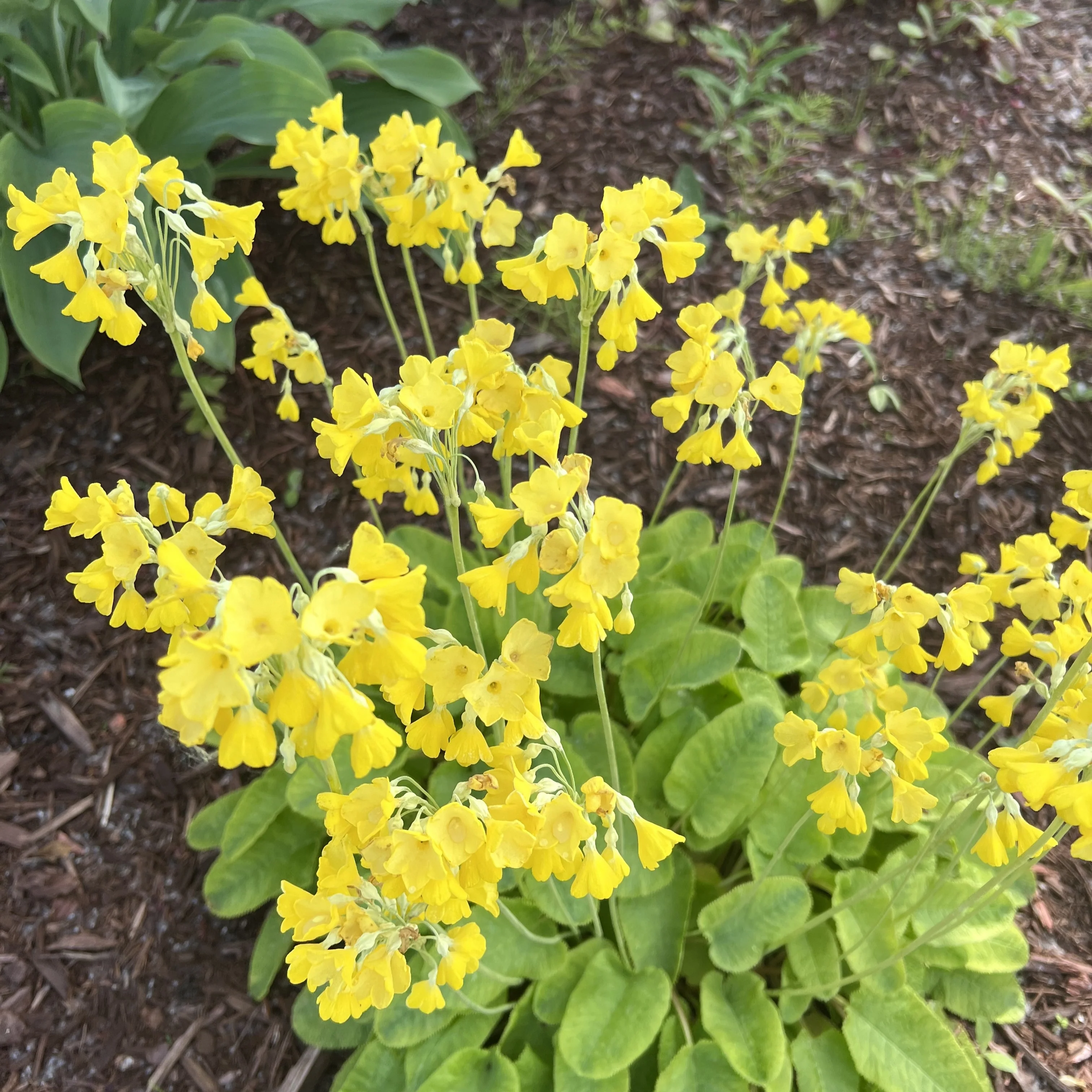 Onagre 'Lamarckiana'
