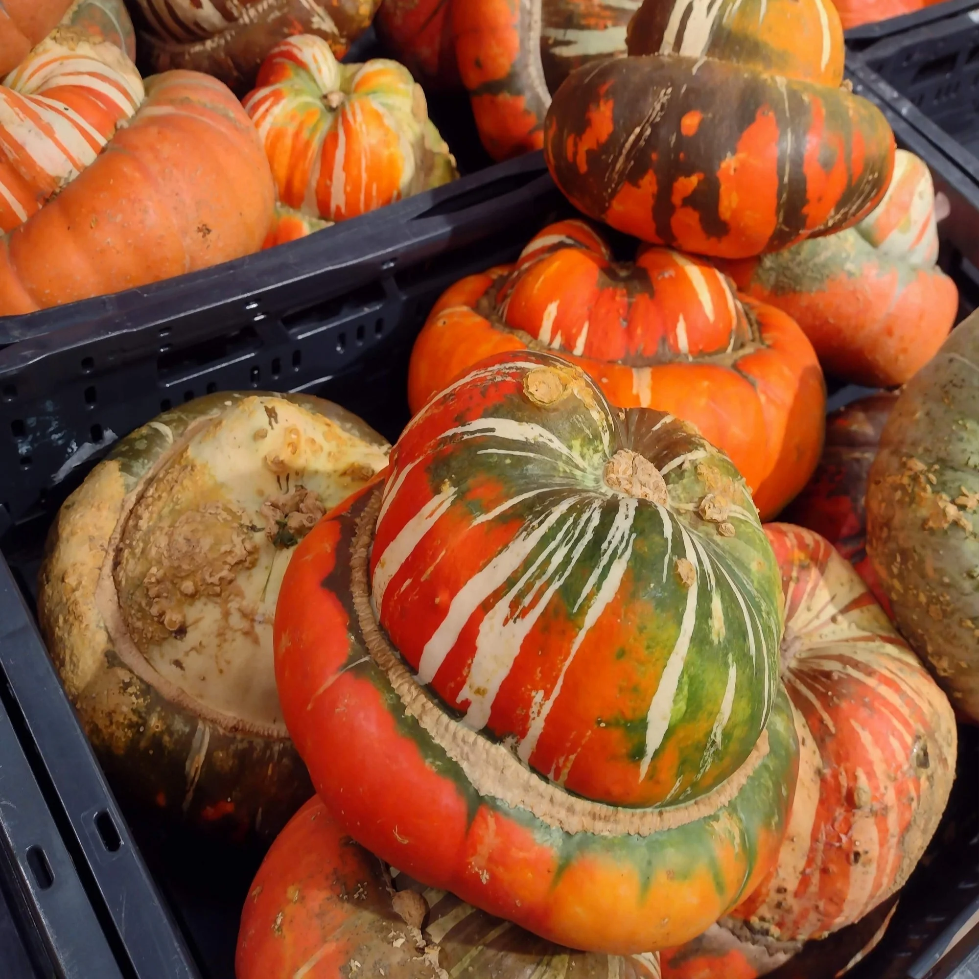 Courge d'hiver 'Turk's Turban'