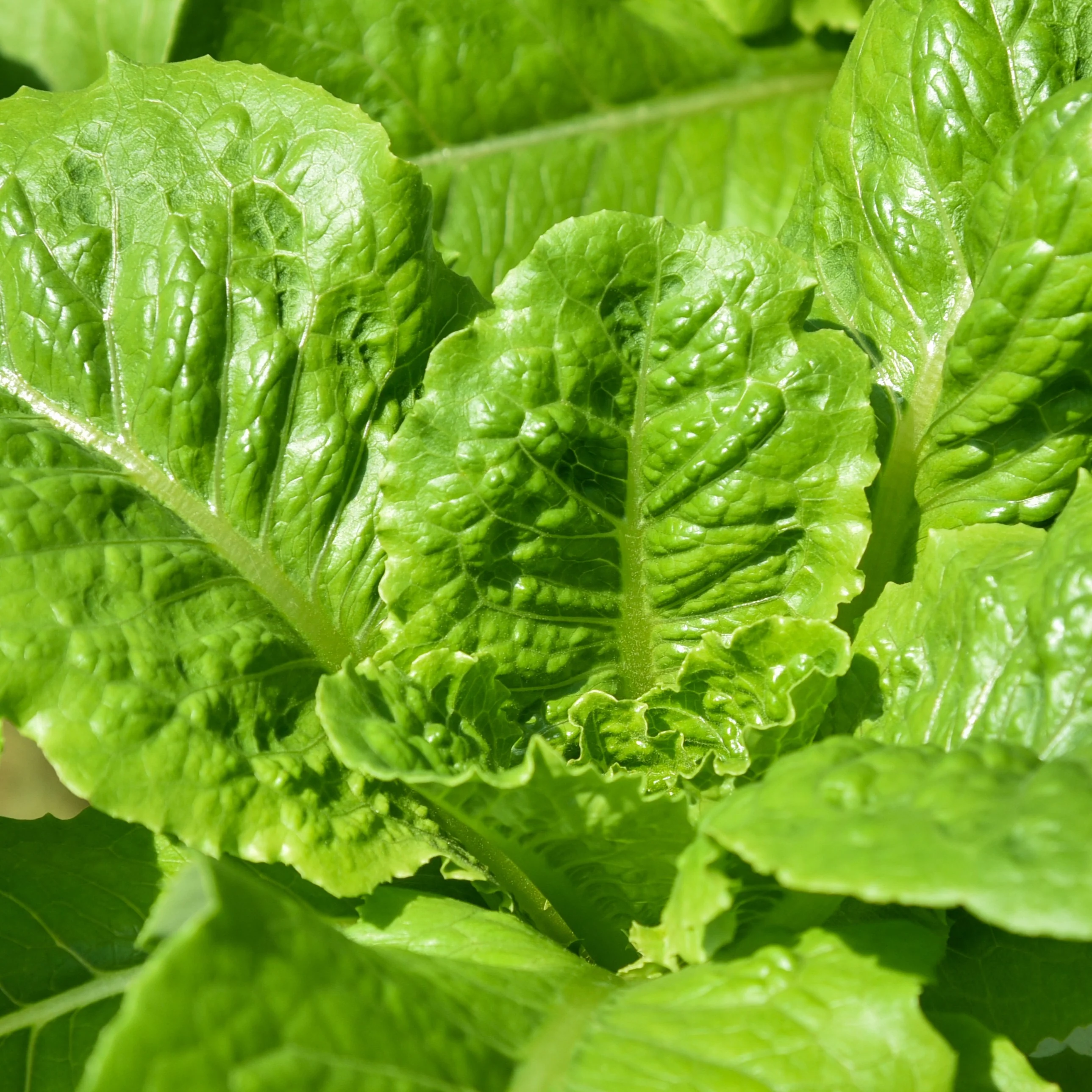 Laitue romaine 'Winter Density'