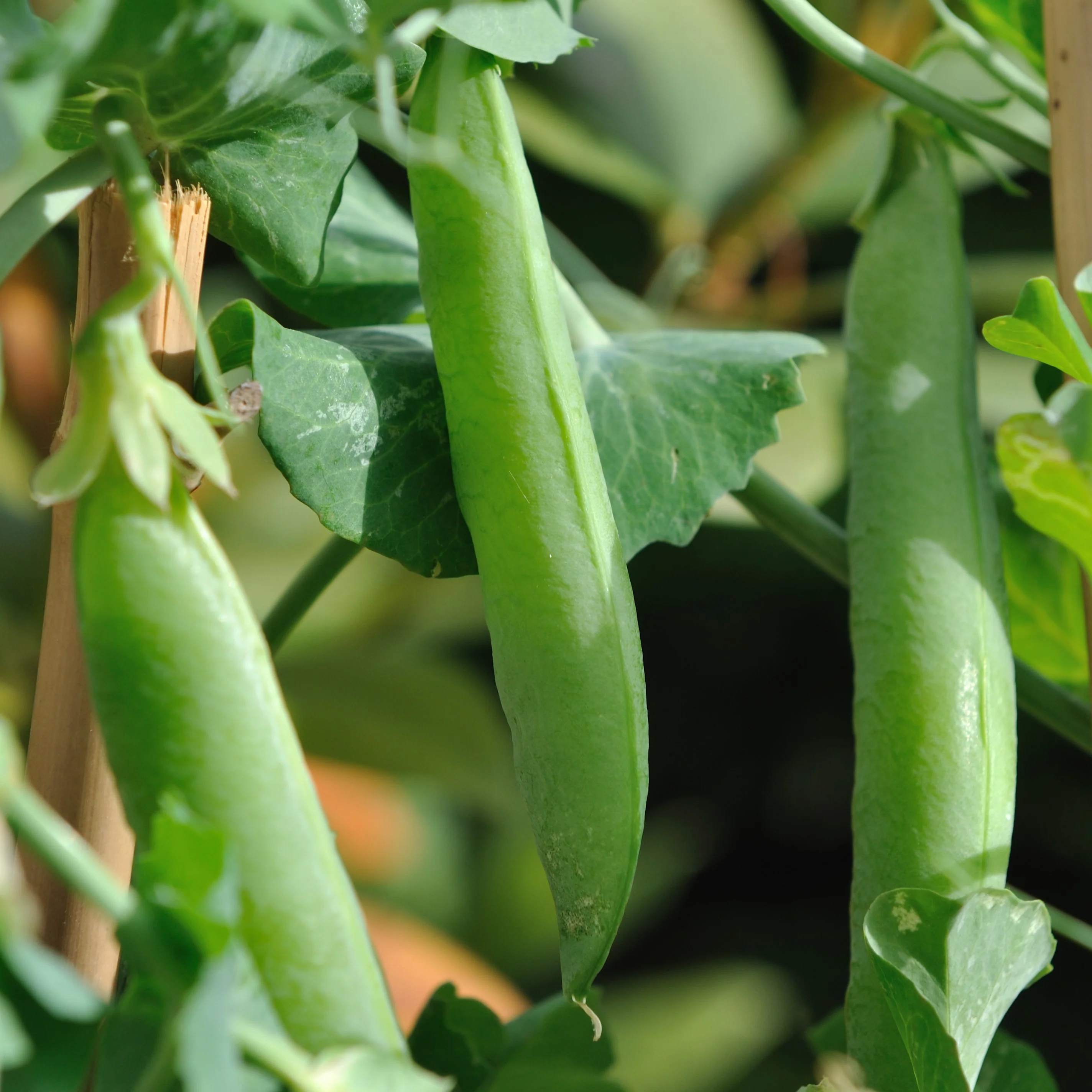 Pois mange-tout 'Sugar Snap Vine'