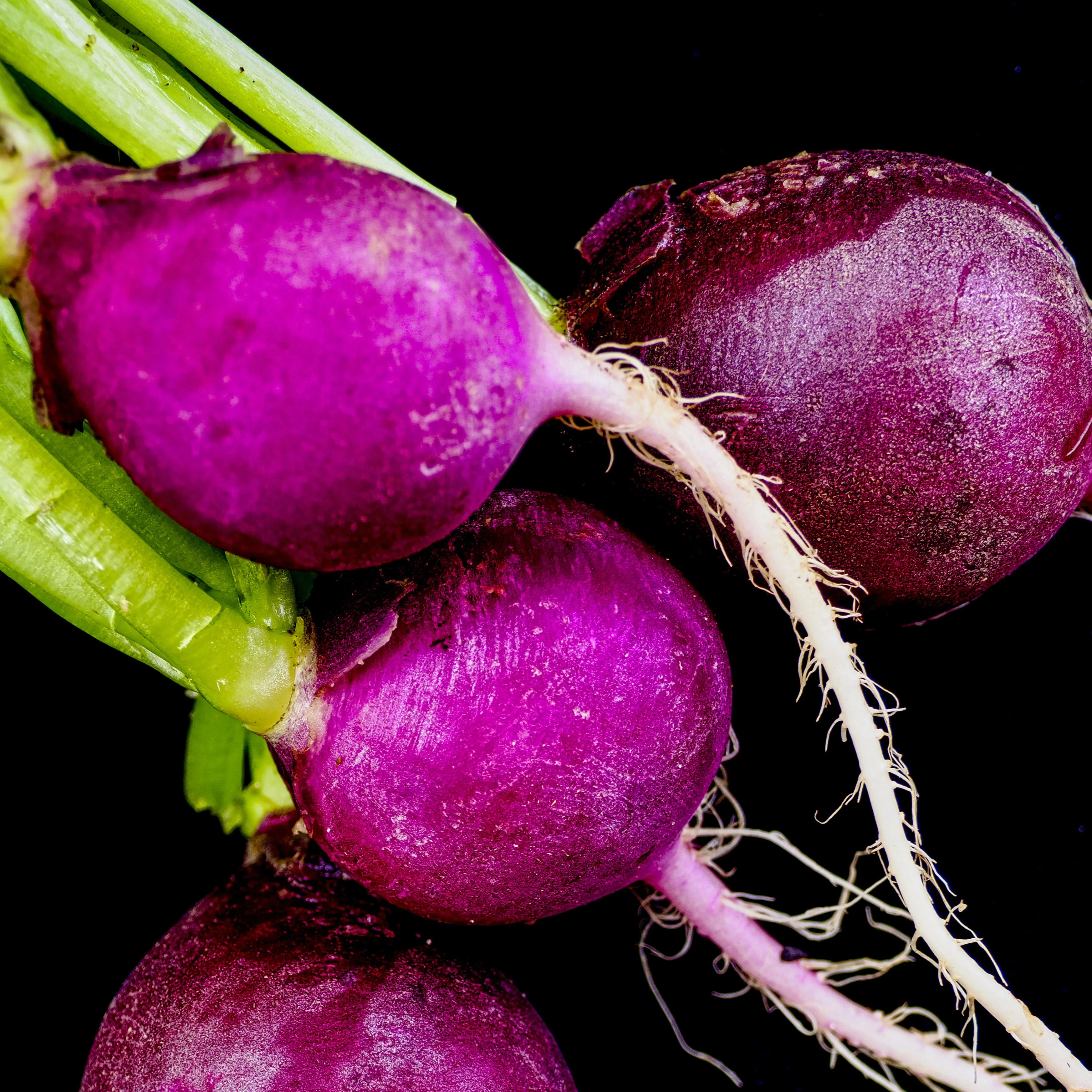 Radis 'Purple Plum'