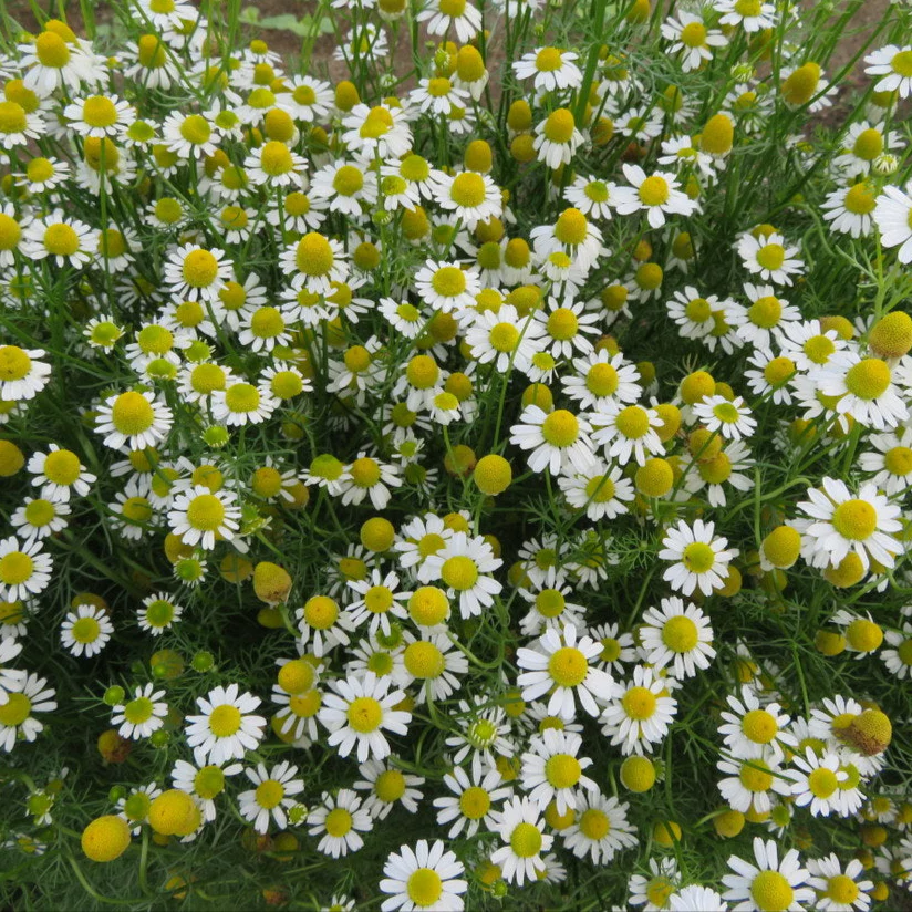 Camomille 'Allemande Zloty Lan'