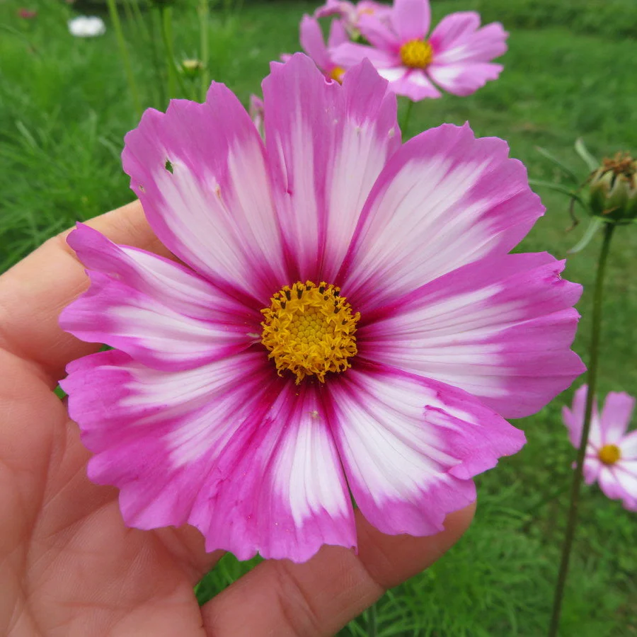 Cosmos 'Picotée' - Image 2