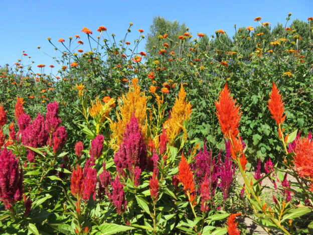 Mélange de célosies