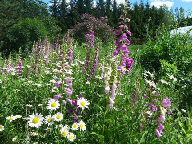 Mélange de fleurs vivaces 2g
