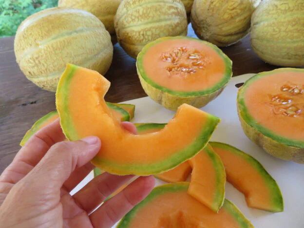 Melon 'Trifecta'