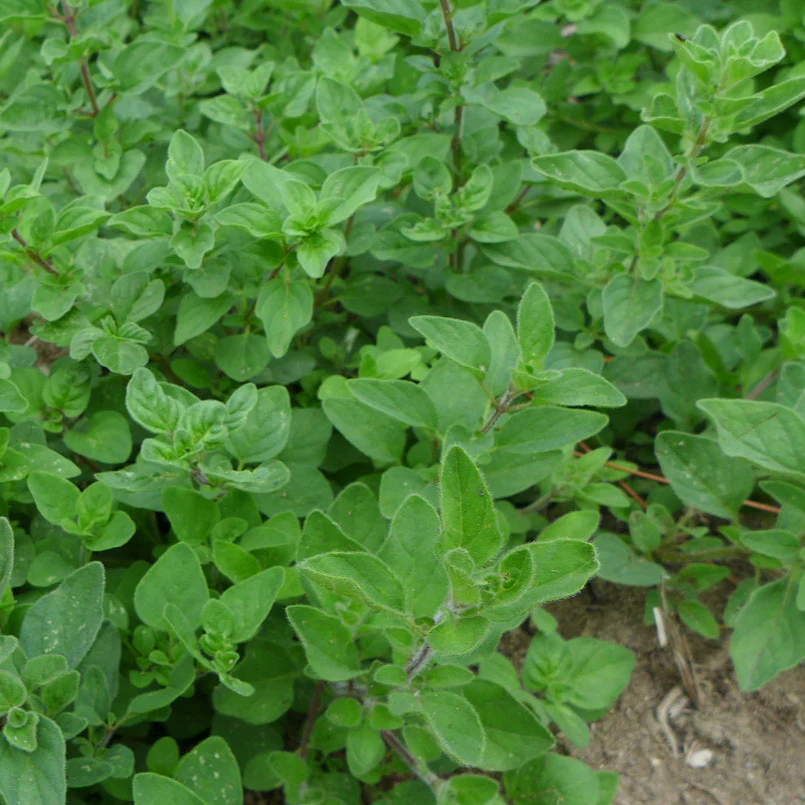 Origan 'grec'