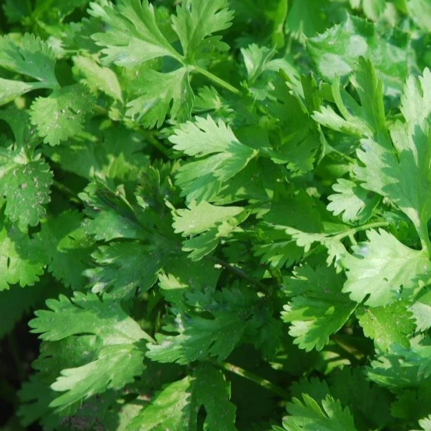 Persil italien vert foncé