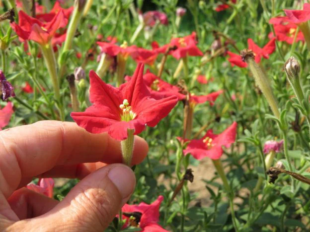 Pétunia 'exserta'