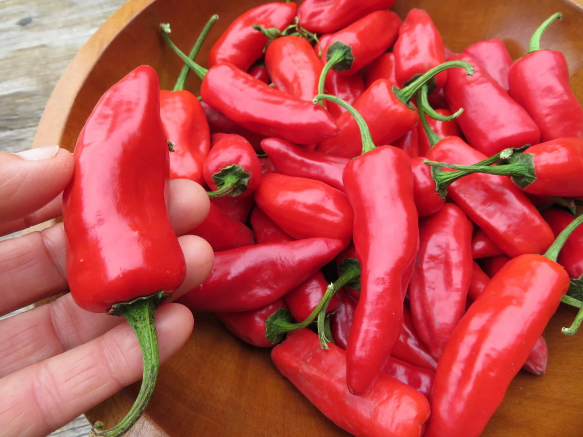 Piment fort 'de Bresse'