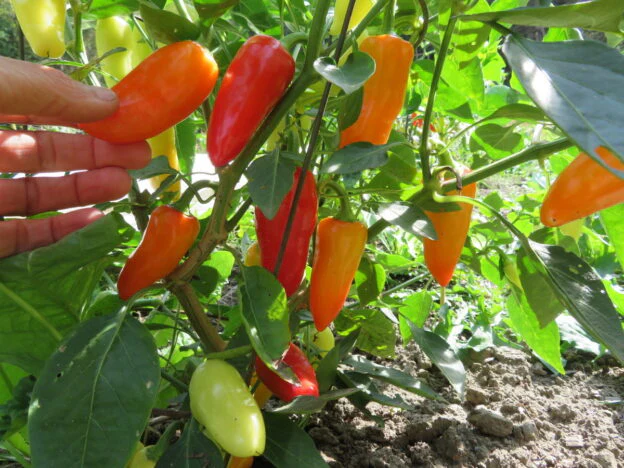 Piment fort 'Jalapeno Jaloro'