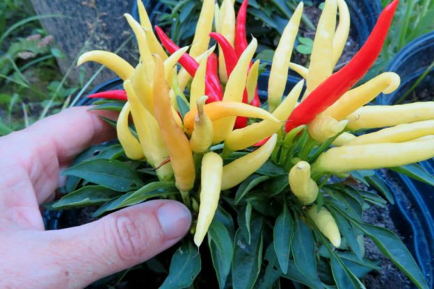 Piment fort 'Médusa'