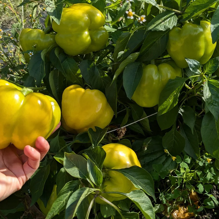 Poivron jaune du POC