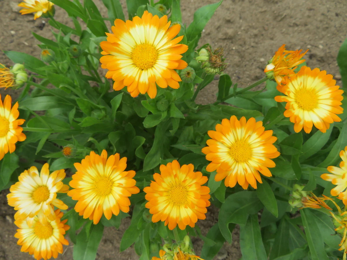 Souci 'Oopsy Daisy'