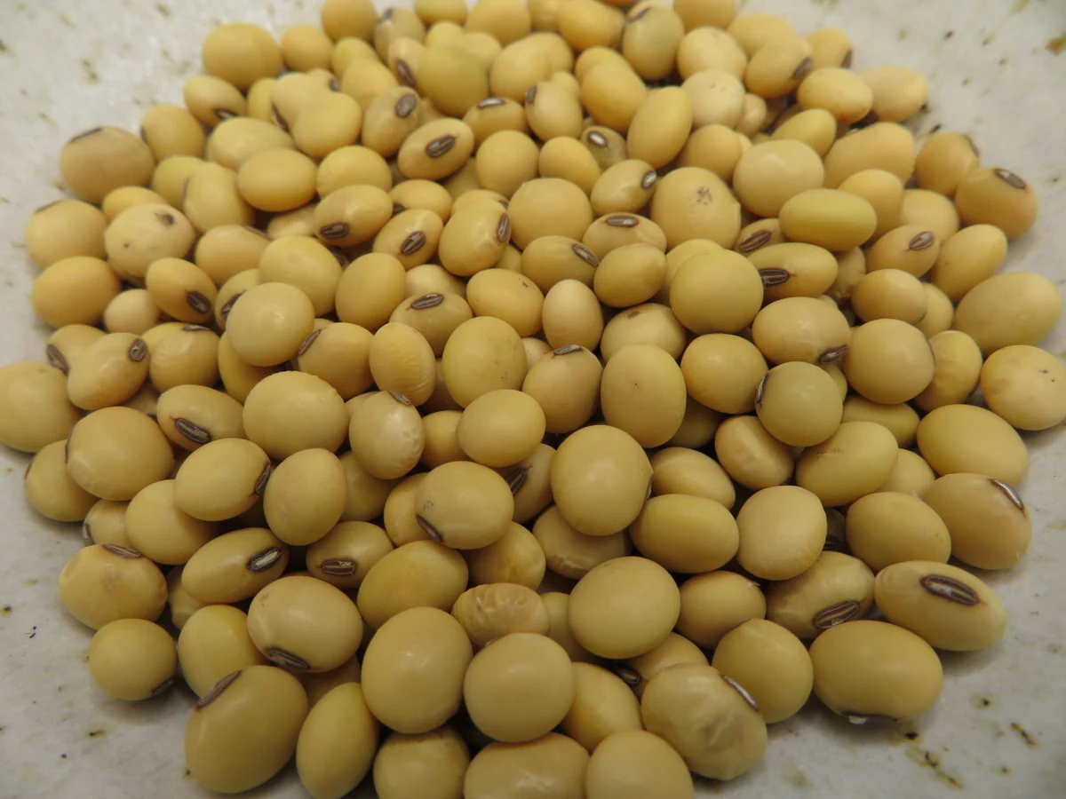 Soya 'Fiskeby' - Image 2