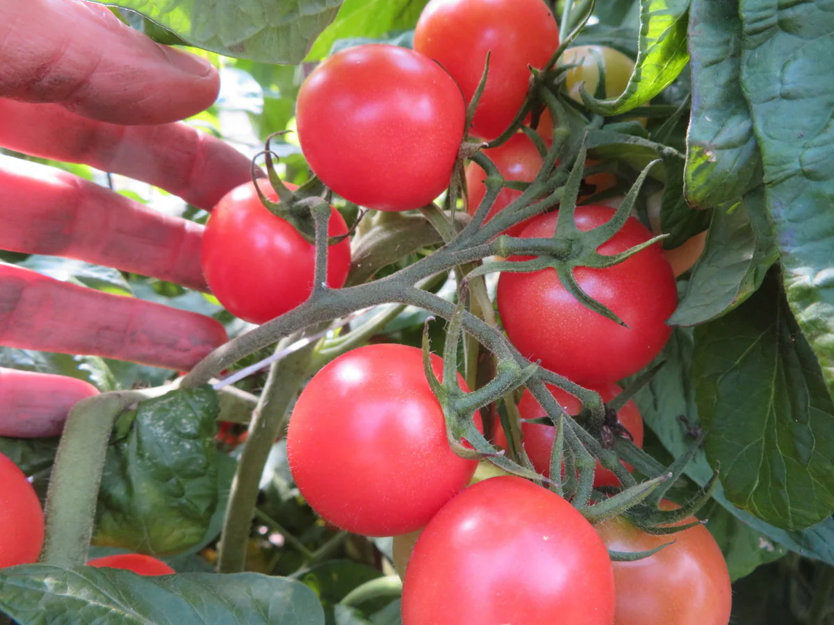 Tomate 'Brandy Sweet Plum'