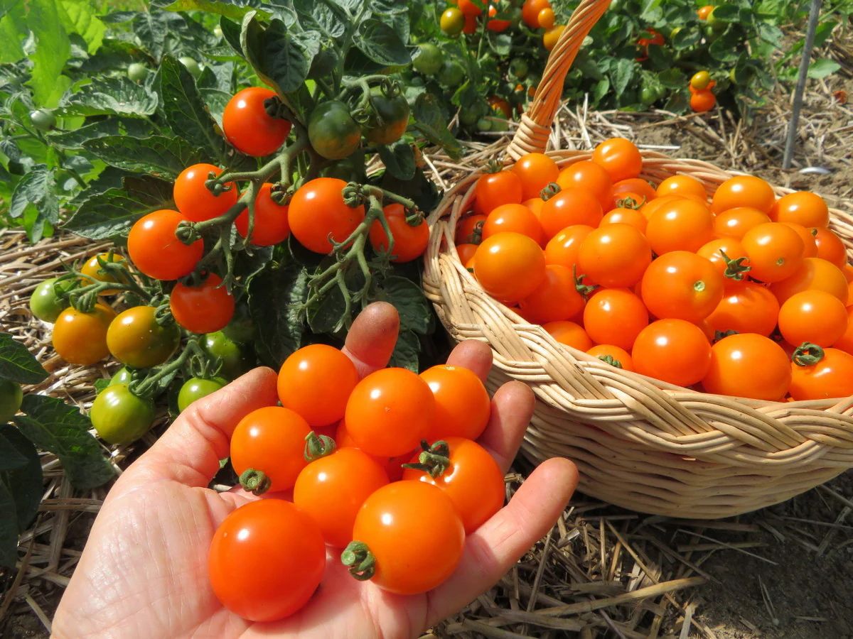 Tomate 'Orange Dream'