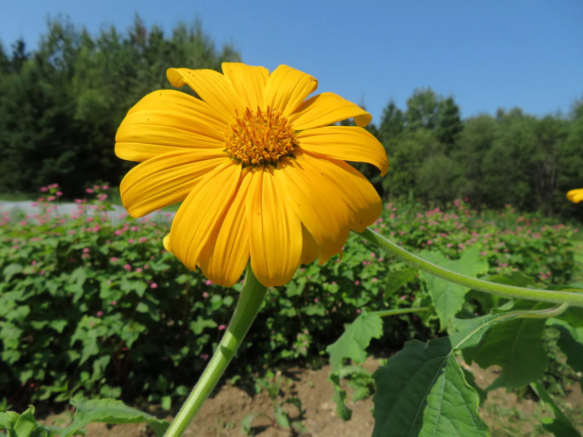 Tournesol 'Mexican Yellow Torch'