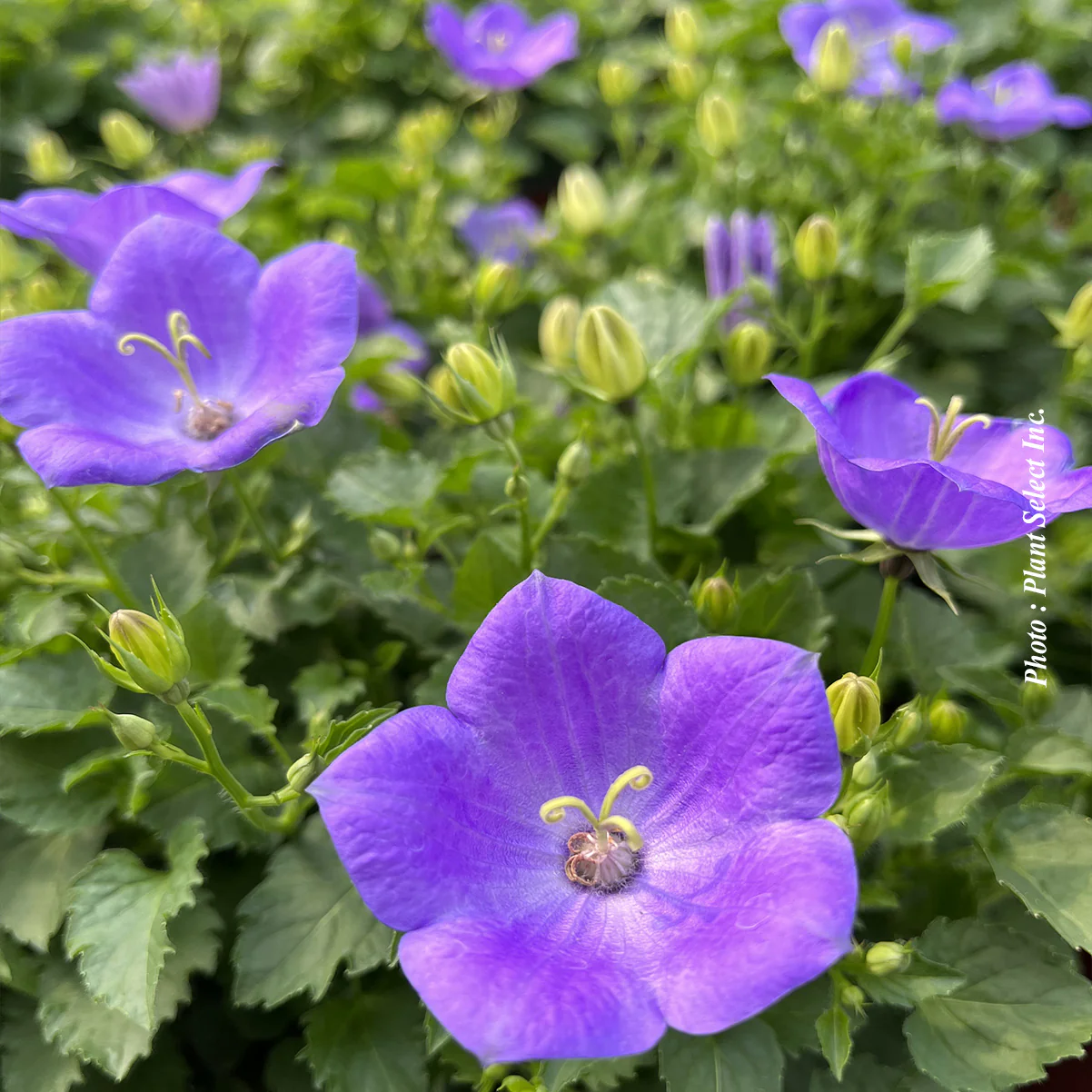 Campanula carpatica 'Rapido Blue' - Image 3
