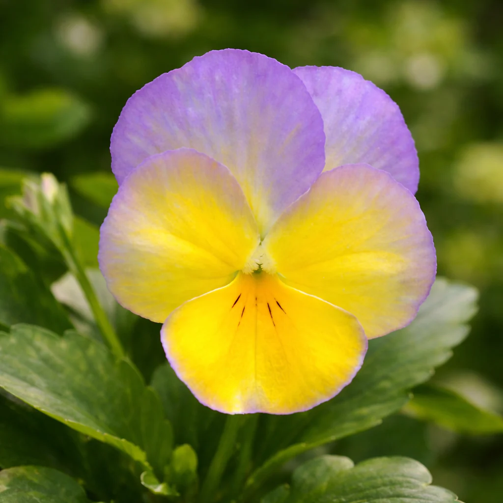 Viola 'Halo Lemon Frost'