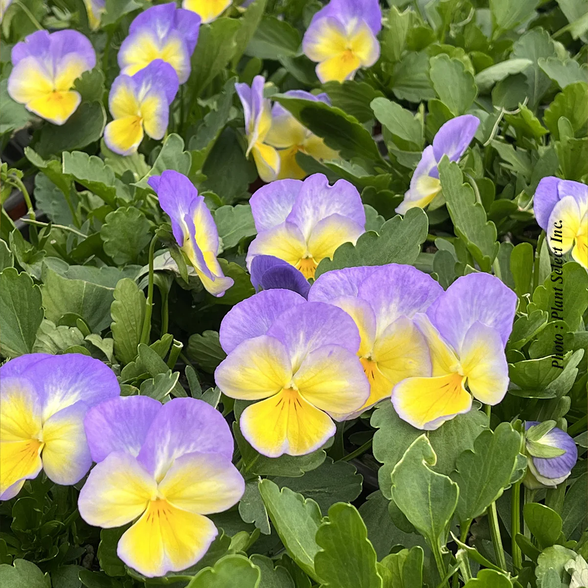Viola 'Halo Lemon Frost' - Image 3