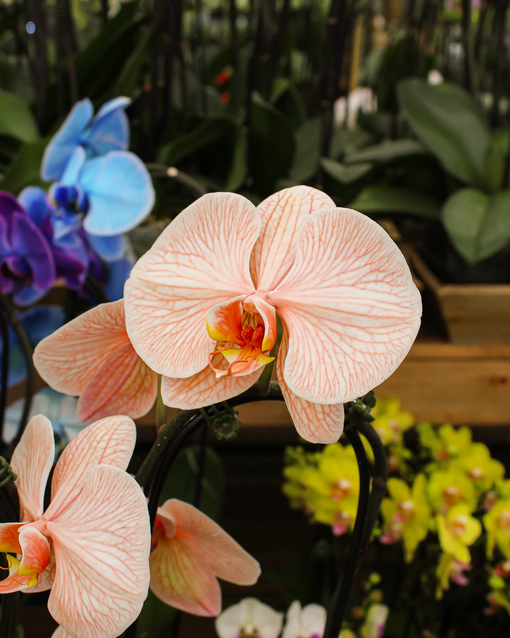 Phalaenopsis spp. - Image 13