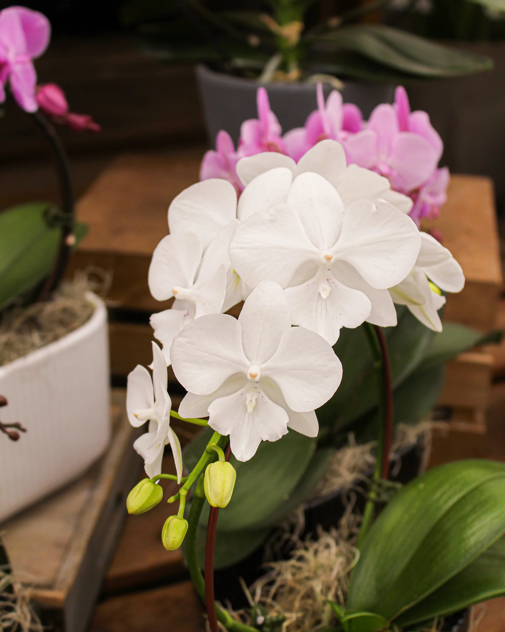 Phalaenopsis spp. - Image 3