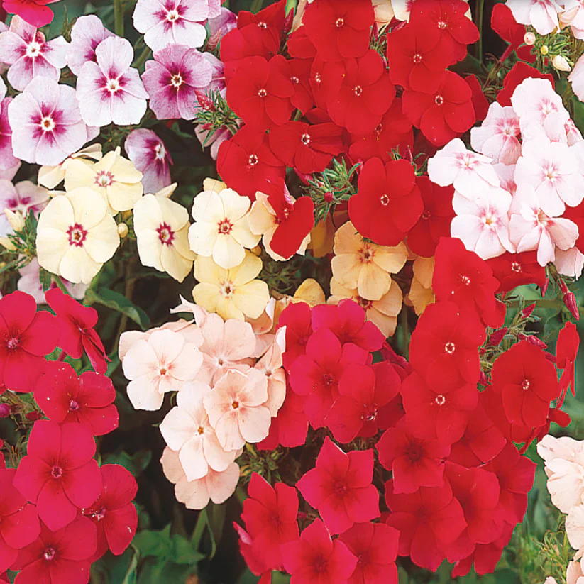 Phlox mélange 'Dwarf Beauty'
