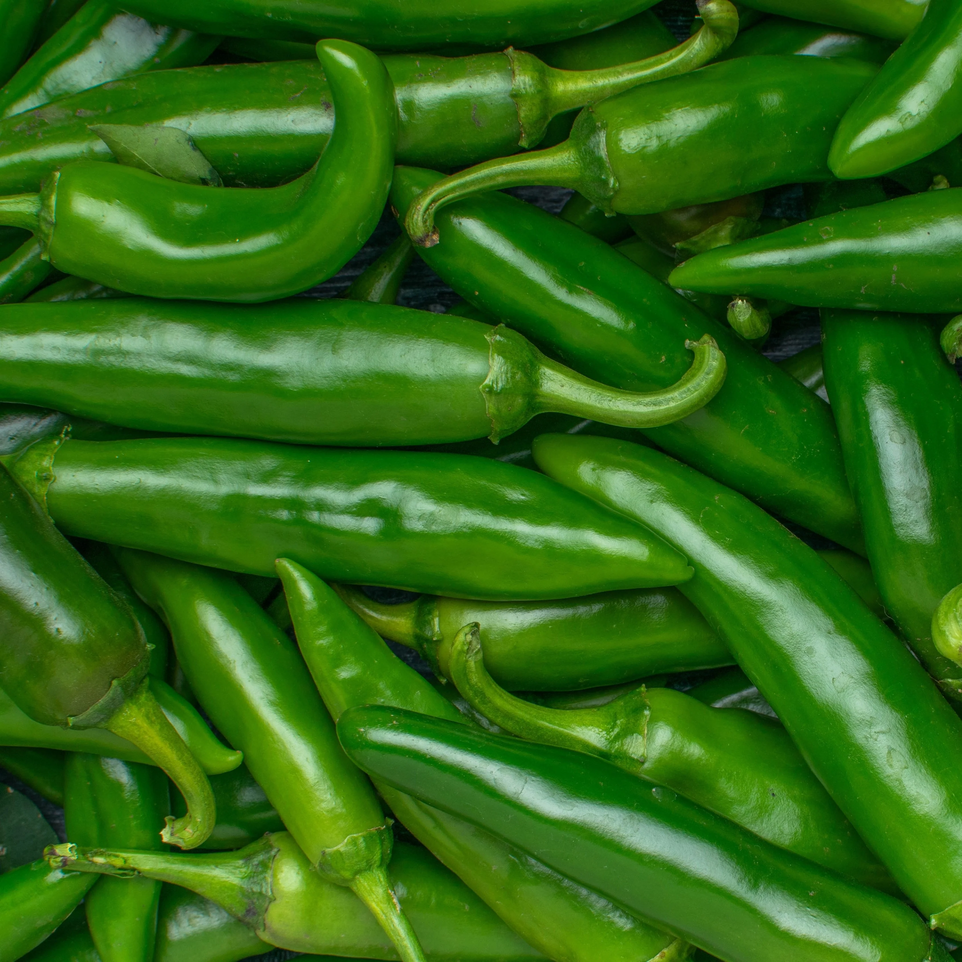Piment fort 'Jalapeño' bio