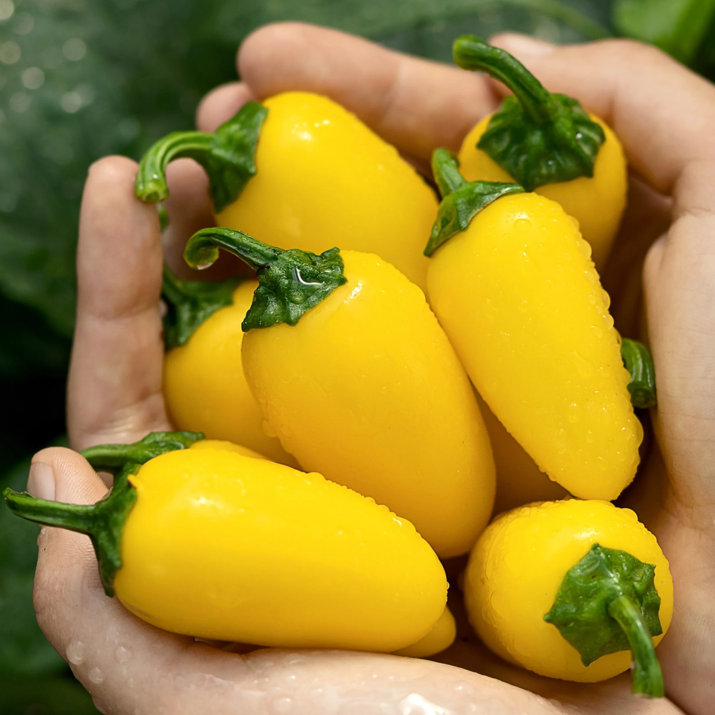 Piment fort 'Jalapeño Pumpkin Spice' bio